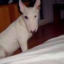 바우와우 이미지