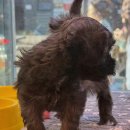 도그마루 강아지 고양이 부산점 | 넓고 쾌적한 환경에서 강아지를 입양할 수 있는 도그마루 강아지고양이 부산점, 부산강아지무료분양