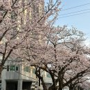 스마일클럽 | 2026년 진해 군항제 타코사운즈클럽 치미창가 완판 실화? +체험 후기