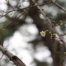 매실나무[ Rosaceae (장미과) ＞ Prunus (벚나무속) ＞ mume (매실나무)] 이미지