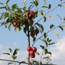 돌마농장 이미지