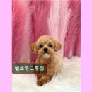 헬로우 그루밍 이미지