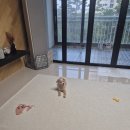 우쭈쭈플렉스 강아지 미용 이미지