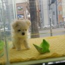 퍼피앤허니 이미지