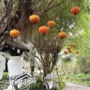 선디자인 | 수 있는 빌벤슬리의 디자인 레스토랑 - 인터컨티넨탈 다낭 선 페닌슐라 메인 레스토랑 [시트론] 조식 후기