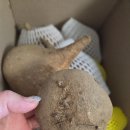 칠갑산농원 | [후기] 건강담은 미소농원 히카마 국내산 얌빈 감자 멕시코감자