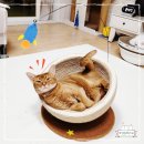 로켓 | 힘을내요집사 고양이 숨숨집 원형 로켓 반구 스크래쳐 사용 후기!