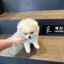 천안 강아지분양 고양이분양 파라다이스펫본점 이미지