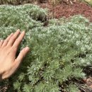 싱잉볼 힐링명상 이미지