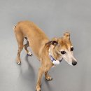 리츠펫 이시아폴리스점 이미지