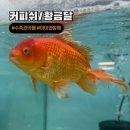 60P : 양주 아이와 가볼만한 곳 수족관카페 투어 커피쉬수족관, 황금달수족관