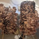 버섯애가 | 쿠팡 표고버섯 키우기 키트 후기 ft. 표고버섯 요리