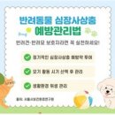 댕댕부티크