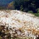 의령남강 이미지