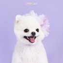 오늘의강아지 이미지