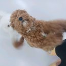 쉬다가개 애견호텔유치원 | 천안 불당동 애견호텔 쉬다가개 애견호텔유치원 비용 시간 위치