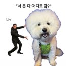개놀자 이미지