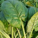 번호골농장 이미지