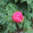 세계모란공원 이미지