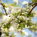 내인생의 봄날 이미지