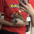 레드그래픽 | 유니클로 키즈 포켓몬 리자몽 UT 15 레드 Uniqlo KIDS Pokémon UT(그래픽T)E 15 RED 후기