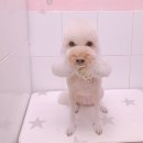 살롱드 꽃개 이미지