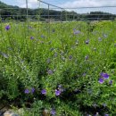 장문농장 이미지