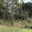 골드리버cc 이미지