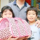 분당고양이분양 나비캣 이미지