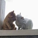 고양이 부부 이미지