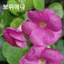 보위에나 사랑초 마감 이미지