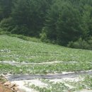 삼태산 농장 이미지