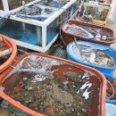 바다수산대게마트 이미지