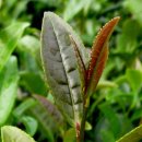 성대1리 이미지