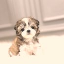 심쿵하개 강아지고양이 분양 강서점 | 강서말티츄분양 확실하게 잡았다 내가 해결사거든