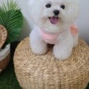 목욕하는 강아지 이미지