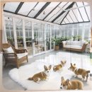 용산구 시민건강관리센터 | 용산구 유기견보호센터 내 마음 사로잡은 비숑프리제입양 후기