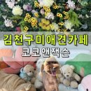 코코앤잭슨 | 경북김천 애견카페 구미근교 코코앤잭슨 메뉴 포토존