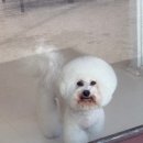 뽀송그루밍 | 사당애견미용 남현동 프린그루밍 바야바 탈출!!