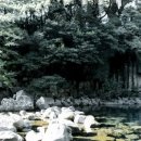 천제연 담팔수나무 이미지