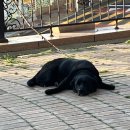 꼬지와친구들 이미지