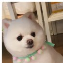 보드레도그 이미지