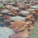 이현숙 농장 이미지