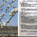 드디어 홍천 산돌배가 나왔습니다. 기관지,천식,면역력 강화,간기능 개선 이미지