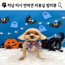 하남 미사 애견미용 럽미몽, 반려견 미용실 내돈내산 후기