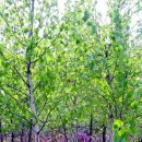 빛-자작나무 이미지