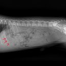 이솜동물병원 이미지