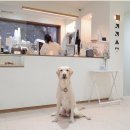 천지 애견 이미지