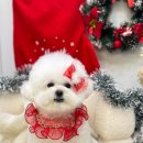 댕댕아 이리온 이미지