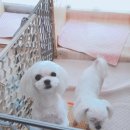 뽀미 애견 미용샵 이미지